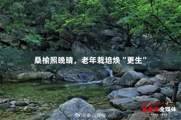 桑榆照晚晴，老年栽培焕“更生”